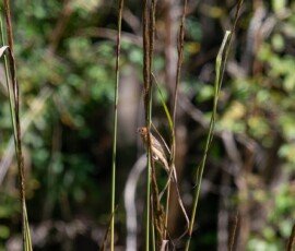 female Blue Grosbeak
