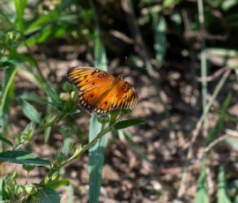 passion butterfly