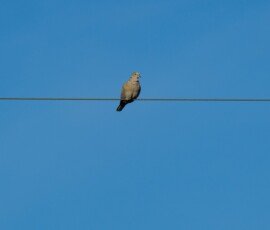 urasian Collared-Dove