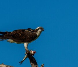Osprey with breakfast