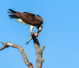 Osprey with breakfast