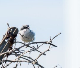 Loggerhead Shrike