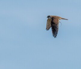 American kestrel with a lizard