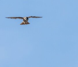 American kestrel hunting