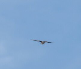 American kestrel