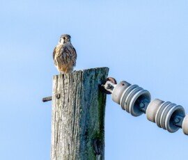 American kestrel