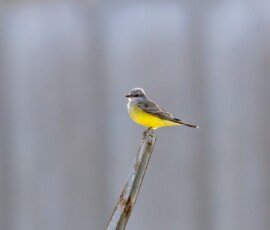 Western Kingbird