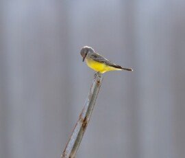 Western Kingbird