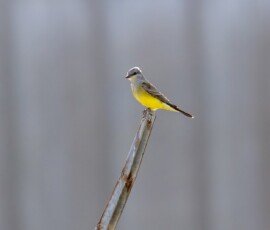 Western Kingbird