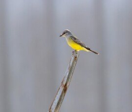 Western Kingbird