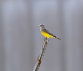 Western Kingbird