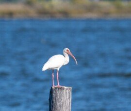 American white ibis