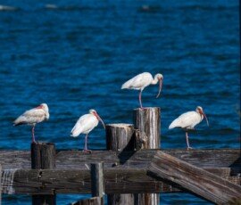 American white ibis