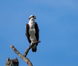 Osprey