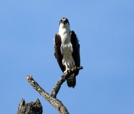 Osprey