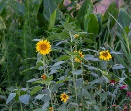 Common sunflower