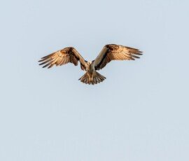 Osprey hunting