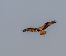 Osprey hunting