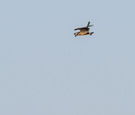 Osprey hunting