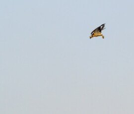 Osprey spotted a fish