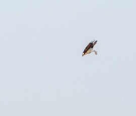 Osprey hunting