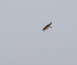Osprey spotted a fish