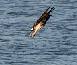 Osprey diving for the catch