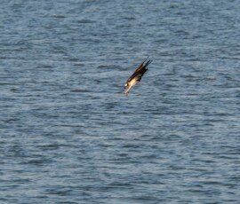 Osprey diving for the catch