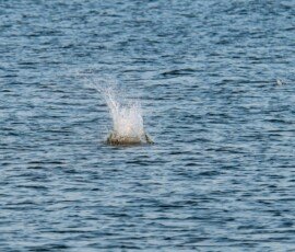 Osprey captures a fish