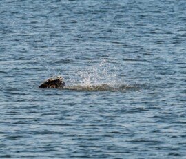 Osprey captures a fish