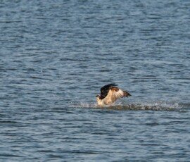 Osprey hauls the fish out of the water