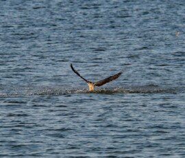 Osprey captures a fish