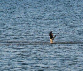 Osprey hauls the fish out of the water