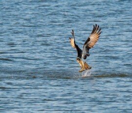 Osprey hauls the fish out of the water