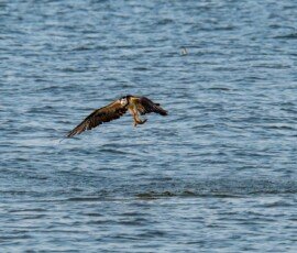 Osprey flies off with his prey