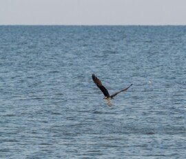 Osprey flies off with his prey