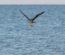 Osprey flies off with his prey