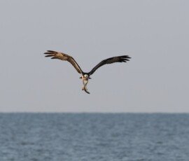 Osprey flies off with his prey
