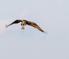 Osprey flies off with his prey
