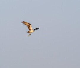 Osprey flies off with his prey