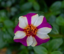 Portulaca flower, commonly known as Moss Rose or Purslane