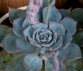 Peacock echeveria