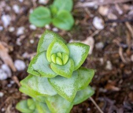 String of Buttons, Necklace Vine, or Pagoda Plant