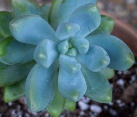 likely a Graptosedum 'Blue Giant' or Stonecrop