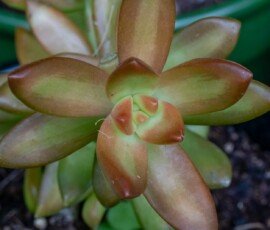 Coppertone stonecrop