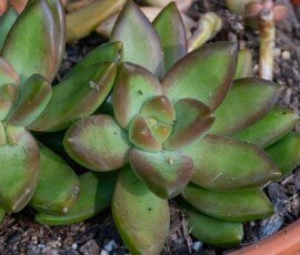 Coppertone stonecrop
