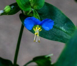 Asiatic dayflower