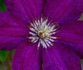Italian leather flower