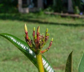 Fangipani