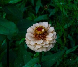 Zinnia flower